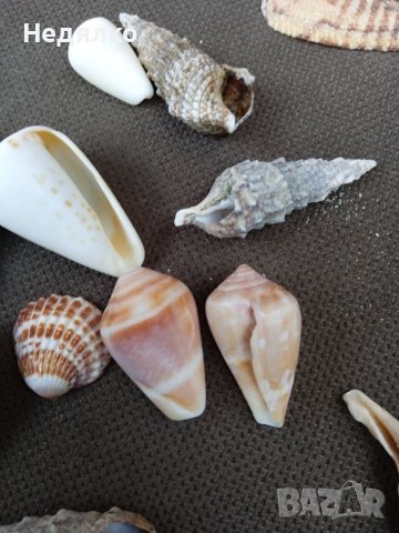 Колекция 45бр рапани и миди, снимка 8 - Колекции - 37179955