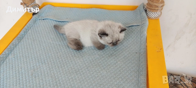 Шотландски котета, снимка 17 - Британска късокосместа - 54252517