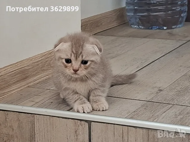 правоухи и клепоухи шотландски котета, снимка 11 - Други - 56275721