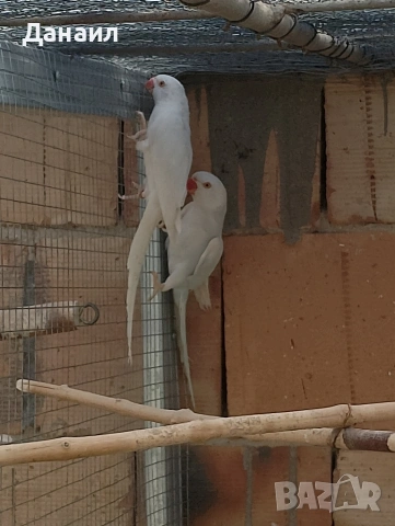 Малък Александър , снимка 4 - Папагали - 53636026