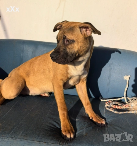 Питбул! , снимка 4 - Питбул - 52188073