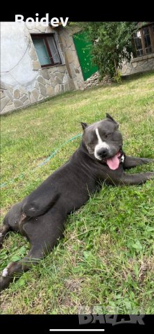 Американско були ХL ABKC си търси приятелка, снимка 9 - Други - 38081612