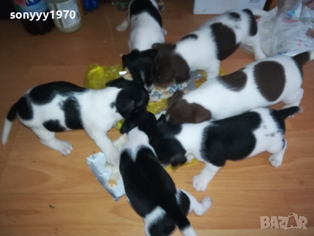 ДЖАК РЪСЕЛ 250ЛВ ЗА КУТРЕ 2509251343, снимка 3 - Джак ръсел териер - 51834098