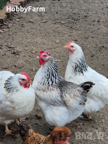 разплодни яйца от Австралорп и Кръстоски, снимка 3 - други­ - 54248171