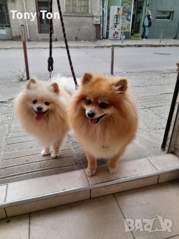 Померански шпиц , снимка 15 - Померан - 53939083