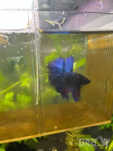 Мъжка рибка бета
