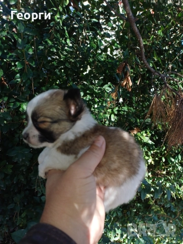 Мини чихуахуа , снимка 5 - Чихуахуа - 52620684