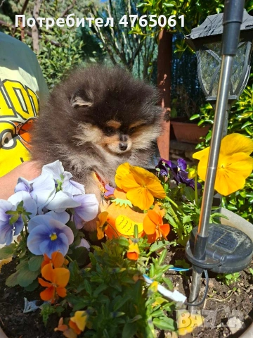 Померан момченце , снимка 9 - Померан - 54245988