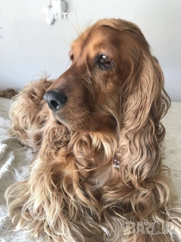 Кокер шпаньоли игриви мъници чистокръвни с ваксина, снимка 5 - Кокер шпаньол - 52985746