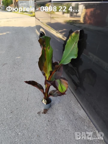 Банановото дърво на Абисиния - Червен Банан или етиопски банан Цена 32лв, снимка 4 - Разсади - 51148296