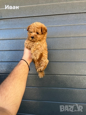 Той пудел, снимка 2 - Пудели - 52733259