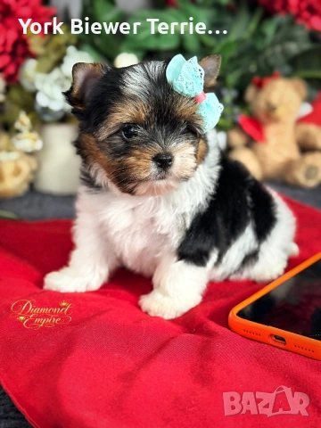 Йоркширски Териер! Малки сладурковци с родословие за деца и възрастни! , снимка 2 - Йоркширски териер - 53332702
