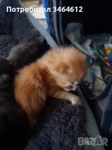 Мейн куун, снимка 11 - Мейн кун - 52592928