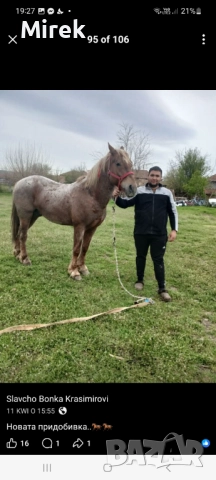 измама, снимка 8 - Коне - 52811465