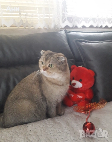 ТОП НОВОГОДИШНА ЦЕНА ШОТЛАНДСКА ЗЛАТНА ЧИНЧИЛА, снимка 2 - Британска късокосместа - 52897372