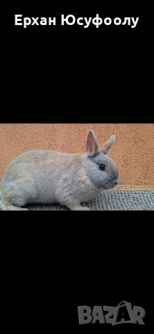 Декоративни зайчета, снимка 5 - Декоративни зайчета - 54116375