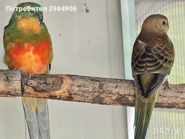 пойни папагал ПРОМО, снимка 16 - Папагали - 41350602
