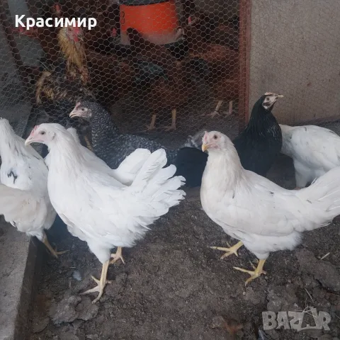 Ярки и петлета (селски), снимка 7 - Кокошки и пуйки - 56070860