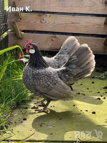 Продавам син Розкомби. , снимка 3 - Кокошки и пуйки - 53252380