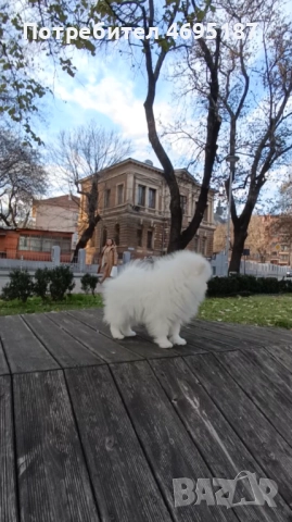 Померан момче, снимка 4 - Померан - 52930250