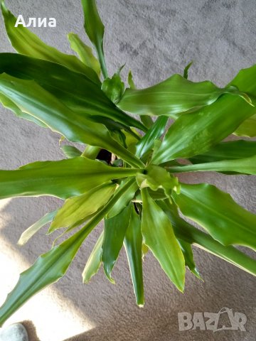 Драцена с 10 стебла, снимка 5 - Стайни растения - 30132174