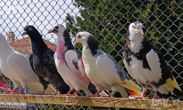 Пазарджишки гълъби , снимка 7 - Гълъби - 54061614