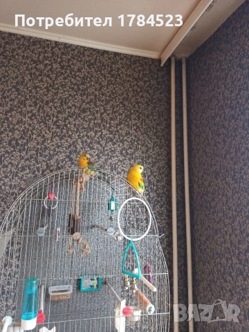 Мъжки поен папагал, снимка 7 - Папагали - 54084418