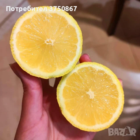 🌿🍋 Лимон – сорт с история над 100 
години, снимка 5 - Градински цветя и растения - 51028053