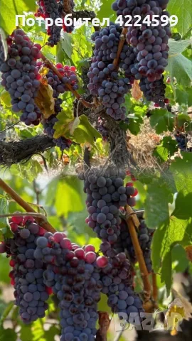 Продавам грозде🍇
