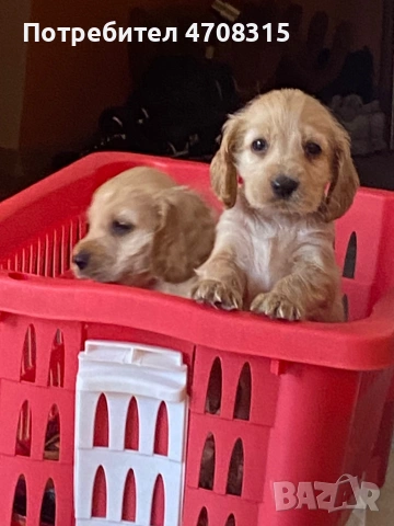 Кокер шпаньол карамел момче ваксина, снимка 3 - Кокер шпаньол - 54250228