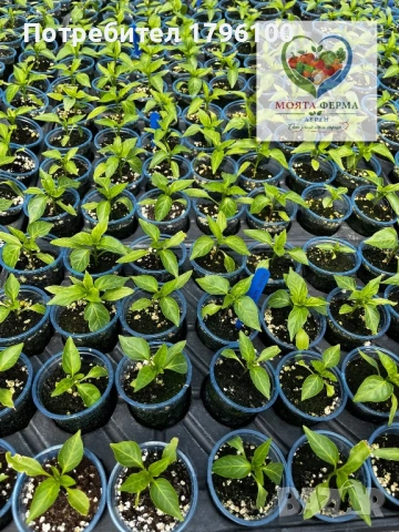 Разсад - домати, пипер, краставици, снимка 10 - Разсади - 54341369