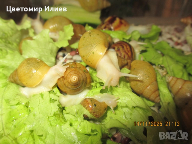 Гигантски Африкански охлюви, снимка 6 - Други животни - 51624191