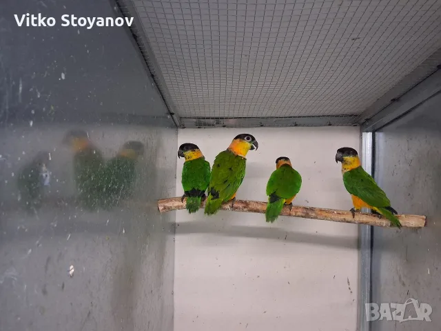 Чернотеменен амазонек-кайка чифт