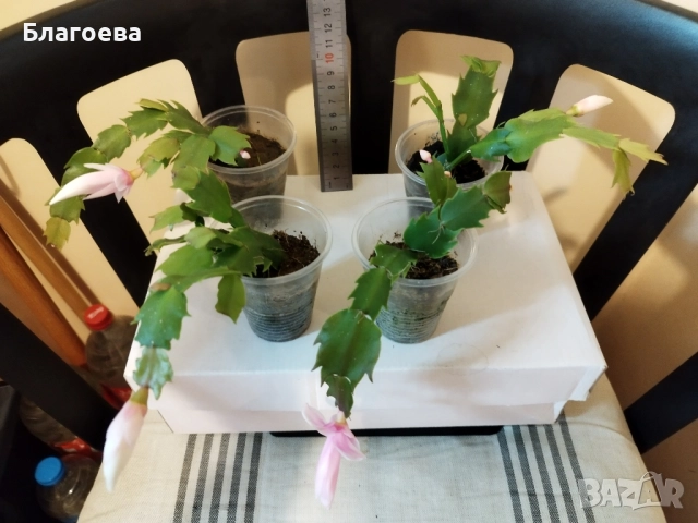 Мини Коледниче светло-розово, снимка 2 - Стайни растения - 51988049