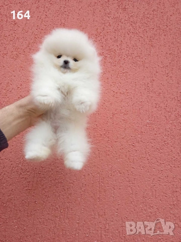 Бели Померани. Реални снимки ! Момче и момиче. , снимка 7 - Померан - 54159926