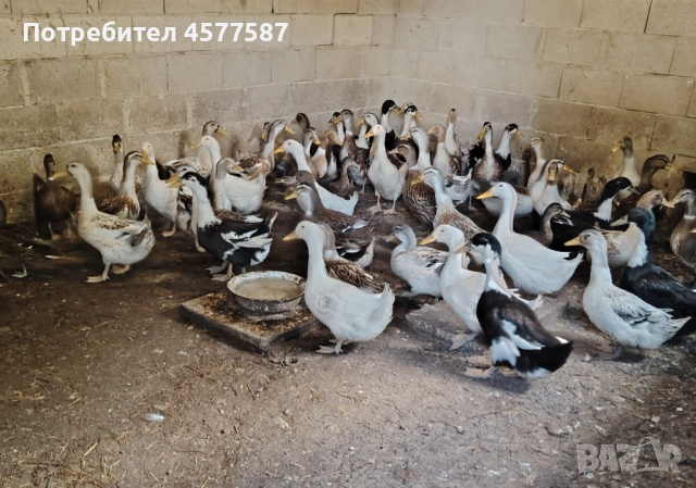 Продавам пекински патици на шест месеца, снимка 3 - Патици и гъски - 51514161