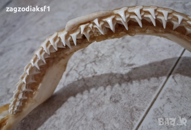 Челюст от Бул Шарк "БИЧА АКУЛА" 100% Истинска, снимка 5 - Колекции - 52799291