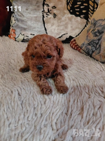 Пудел Той Тийкъп 