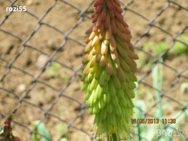 Градински цветя., снимка 6 - Градински цветя и растения - 40231126