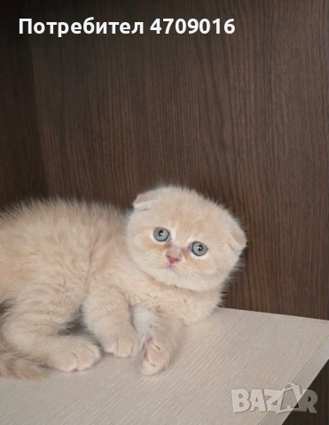 Плюшена магия в два цвята: Елитно Британско облаче и Шотландско слънчице!" 👑🐾, снимка 6 - Британска късокосместа - 53098759