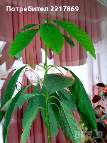 Авокадо в саксия , снимка 2 - Стайни растения - 48890687