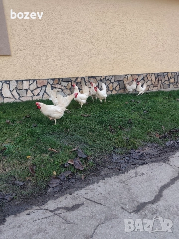 Оплодени яйца от бял легхорн .За информация пишете.