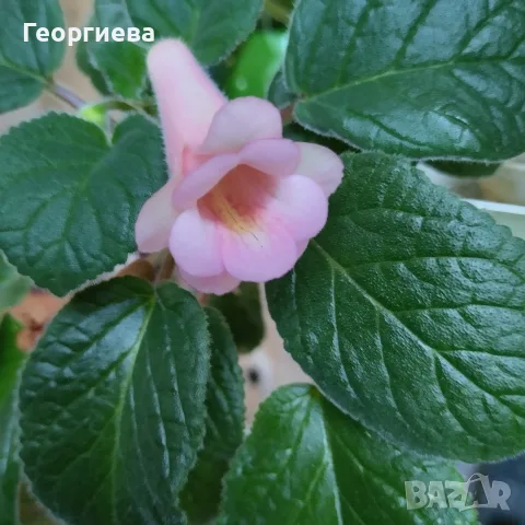 синингия различни видове 