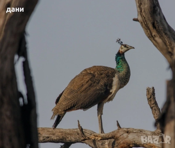 индийска паунка