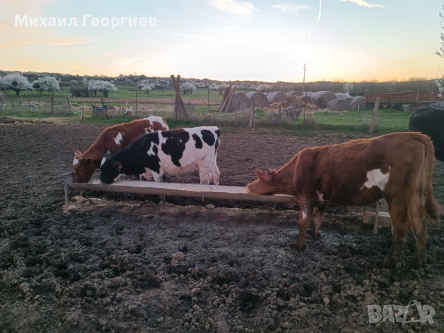 Продавам телета , снимка 3 - Крави - 54134161