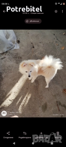 Мини шпиц Подарява се, снимка 4 - Шпиц - 52598968