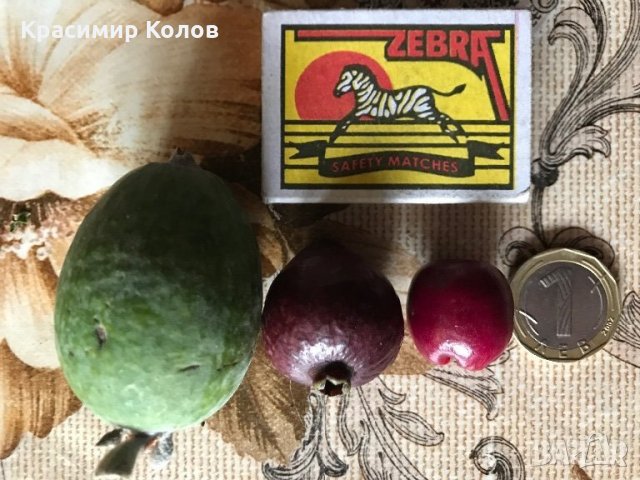 Ягодова гуава,Strawberry Guava, растения и семена, снимка 11 - Градински цветя и растения - 27183051