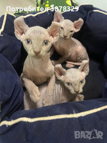 Сфинкс котки египетска порода на ТОП цени онлайн — Bazar.bg