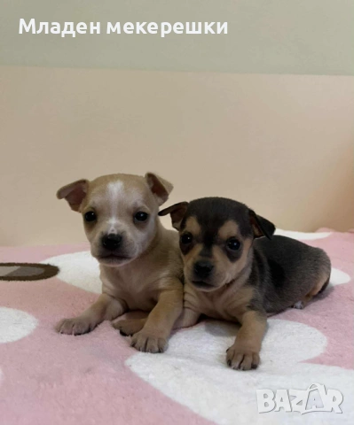 Малки сладури, снимка 5 - Чихуахуа - 53014662