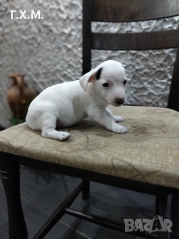 Джак ръсел , снимка 10 - Джак ръсел териер - 52470681